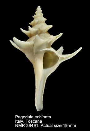 Pagodula echinata (2).jpg - Pagodula echinata(Kiener,1840)